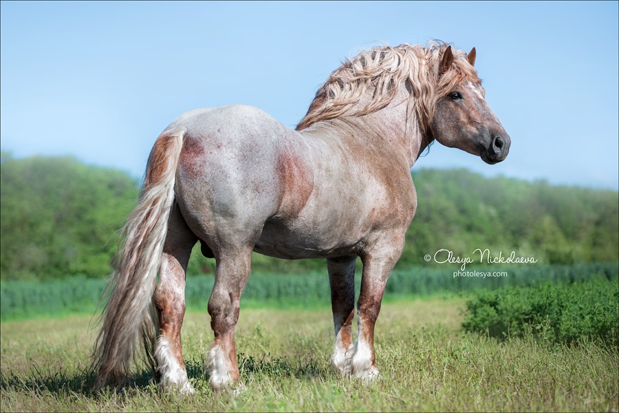 Stallion Dobrynya, Soviet Heavy Draft Horse
